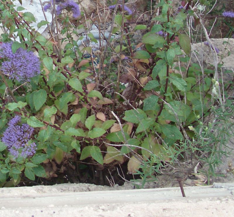 Trachelium caeruleum / Trachelio coltivato